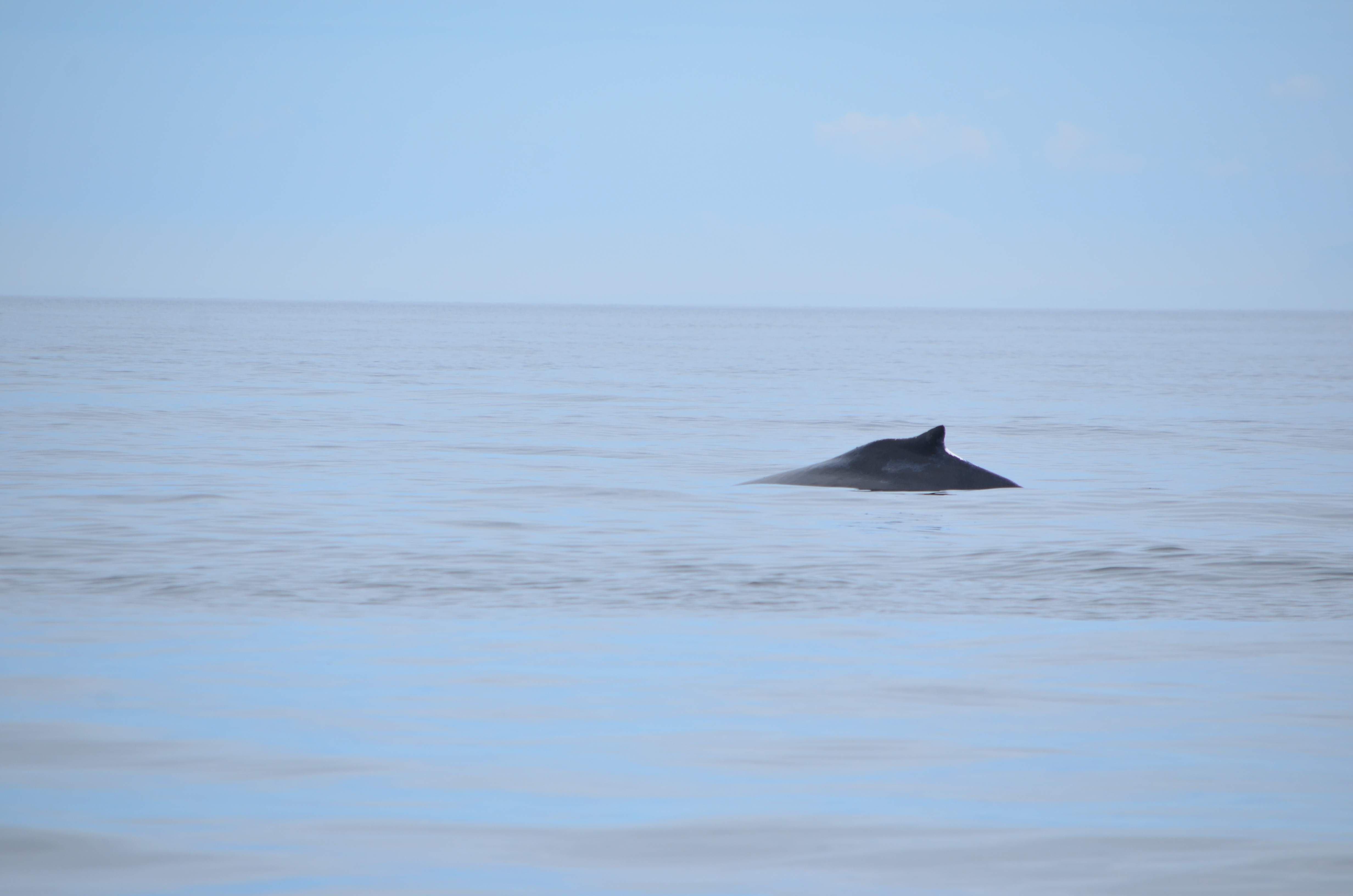 photos/wildlife/Mammal_Species/Humpback Whale/DSC_0097.JPG